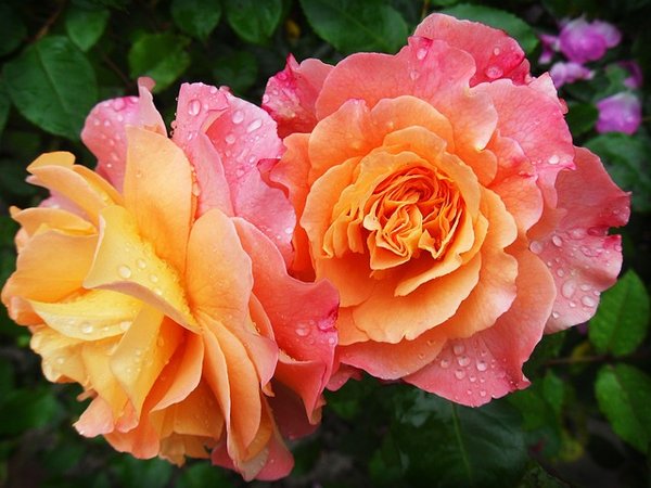 Quelle est la meilleure période pour planter des rosiers ?
