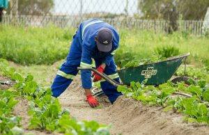 Sol fertile et bien préparé pour des plantations saines. 