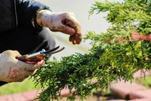 Techniques de culture respectueuses de l'environnement. 