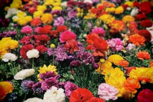 Création de massifs floraux pour un effet visuel attrayant. 